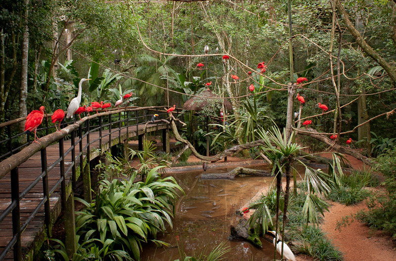 parque-das-aves-em-foz-do-iguacu